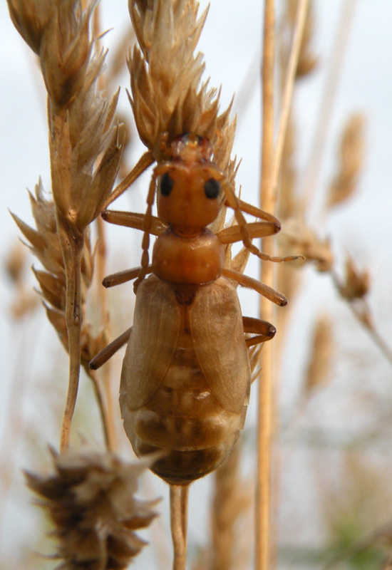 Vesperus luridus (Vesperidae)